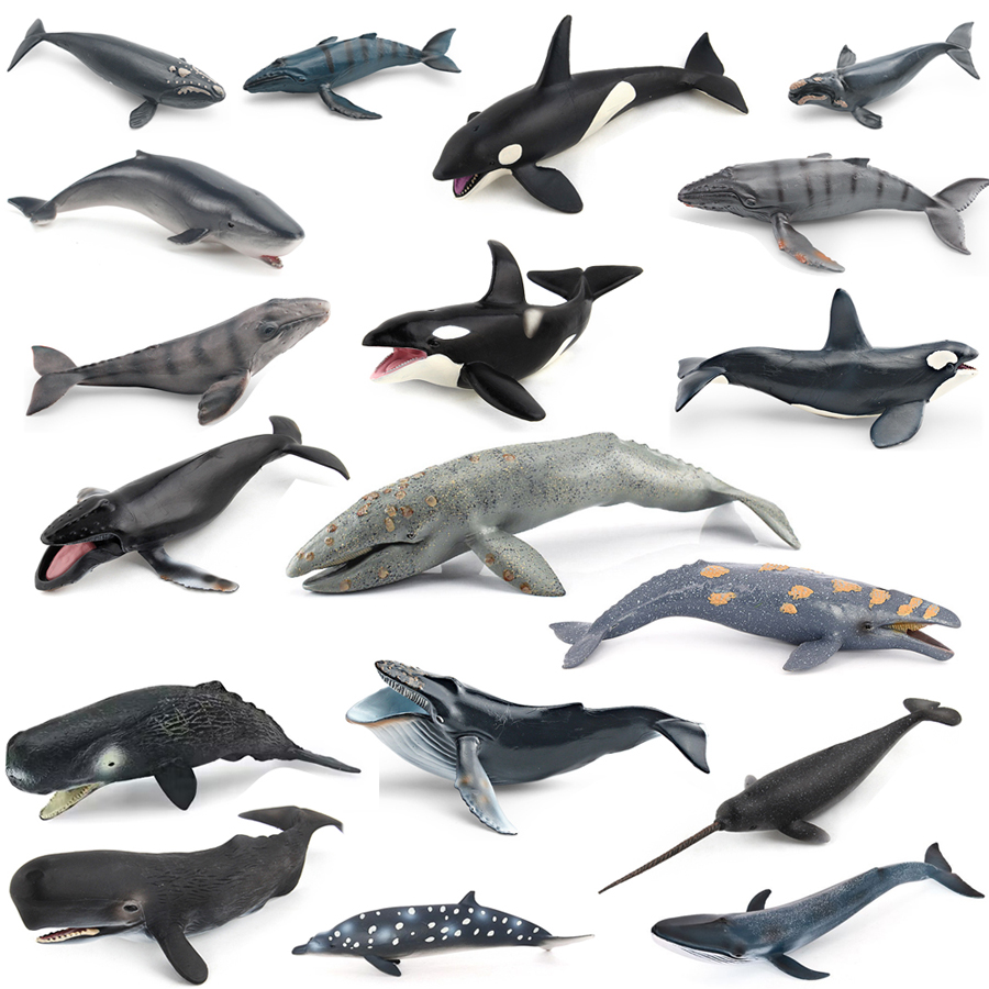 Kids Educational Game - Model Hewan Laut Realistis: Paus Humpback,