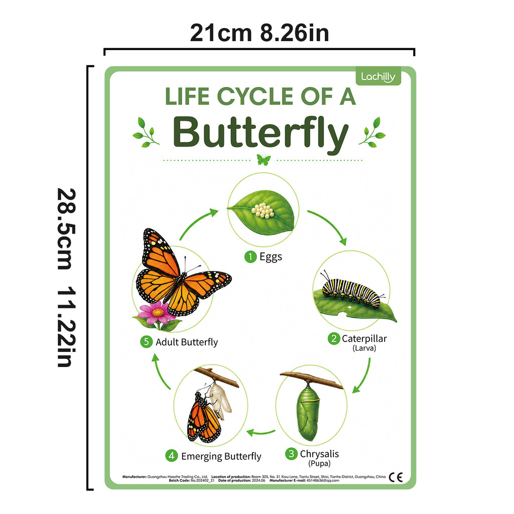 8Pcs Poster Edukasi Siklus Hid - Kids Educational Posters ulasan dan harga