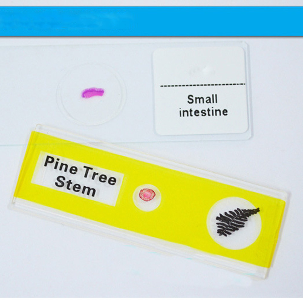 12Pcs Slide Mikroskop Plastik  - Kids Education Level ulasan dan harga