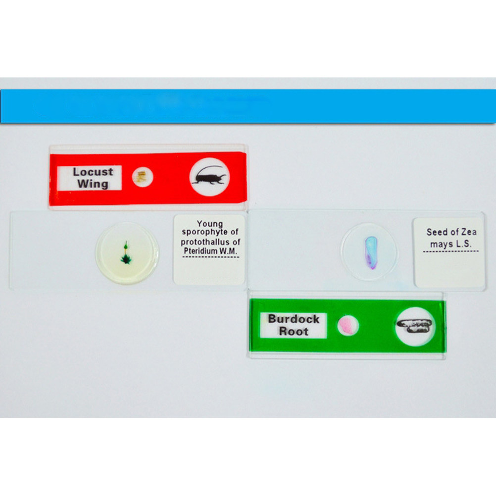 12Pcs Slide Mikroskop Plastik  - Kids Education Level ulasan dan harga